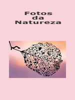 &aacute;lbum